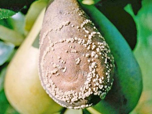 Болезни груши. Навигация по записям