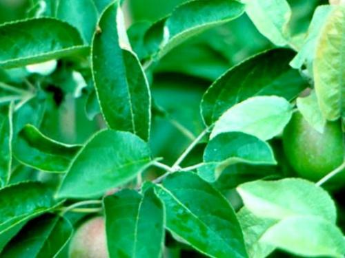 Болезни груши. Навигация по записям