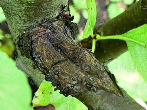 Болезни груши. Навигация по записям