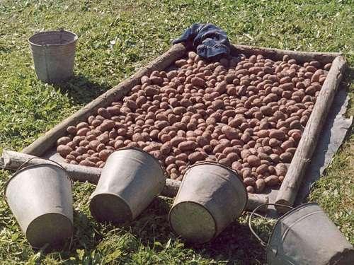 Как хранить картошку от крыс. Этапы уборки картофеля