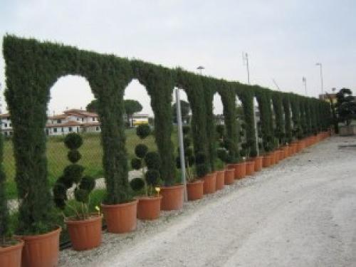 Сколько лет живет кипарис. Сколько лет живут деревья? 05