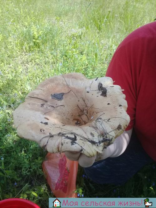 Растут ли сейчас грибы. Есть ли сейчас грибы? Что нам удалось найти в лесу?