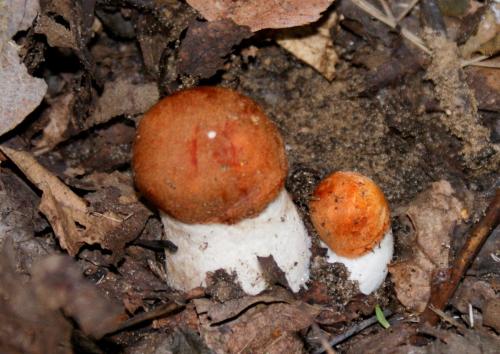 Календарь грибника на 2019 год. Когда попрут грибы в сезоне 2019 года?