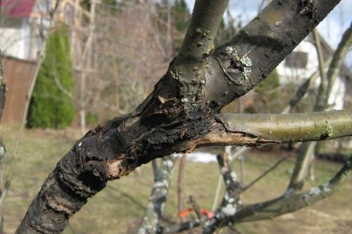 Лечение ствола яблони. Признаки