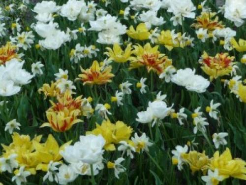 Соседи тюльпанов. Тюльпаны и компания