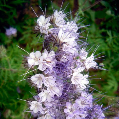 Нужно ли закапывать горчицу на зиму. Какие сидераты лучше сеять осенью?