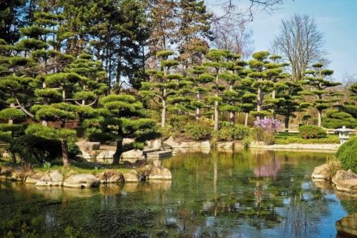 Сосна в японском стиле. Стили НИВАКИ 01