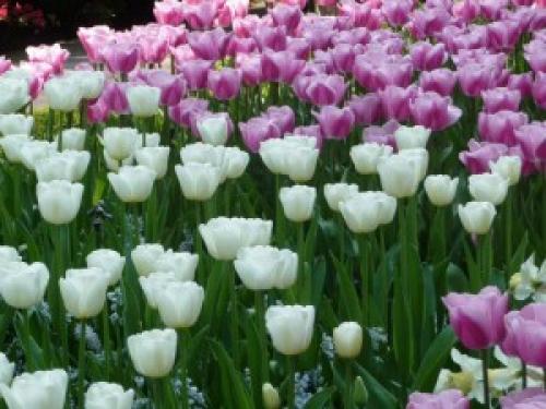 Соседи тюльпанов. Тюльпаны и компания