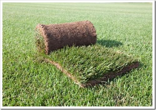 Укладка рулонного газона на старый газон. Как уложить рулонный газон на старый газон?