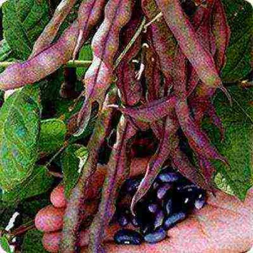 Лущение фасоли. Фасоль вьющаяся Вайолет