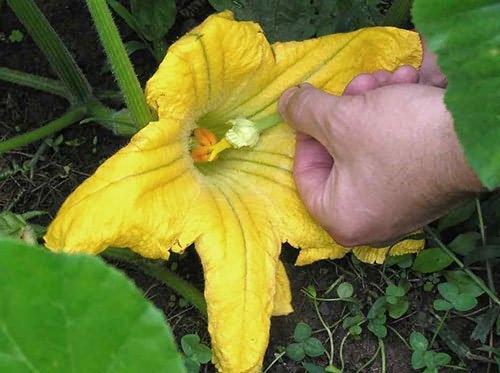 Гниют завязи тыквы. Почему тыква гниет на грядке?