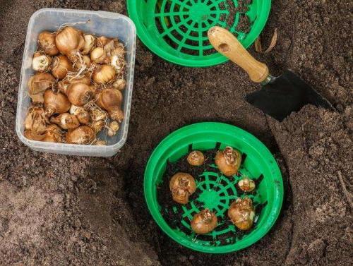 Какие овощи посадить после тюльпанов. Какие растения посадить после тюльпанов?