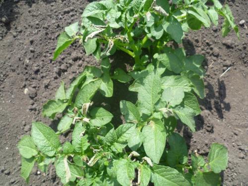 Можно ли класть в компост ботву помидоров. Куда девать помидорную и картофельную ботву, ведь их нельзя класть в компост?