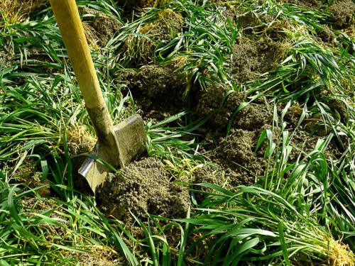 Когда нужно перекапывать горчицу. Горчица белая —, как сидерат когда сеять