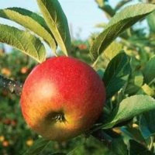 Чем замазать поврежденное дерево. Чем лучше замазывать деревья?