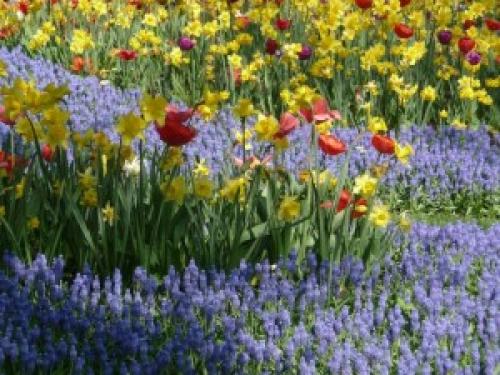 Соседи тюльпанов. Тюльпаны и компания