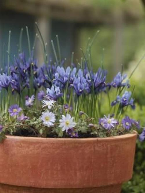 Многослойная посадка луковичных. Посадка луковичных цветов слоями