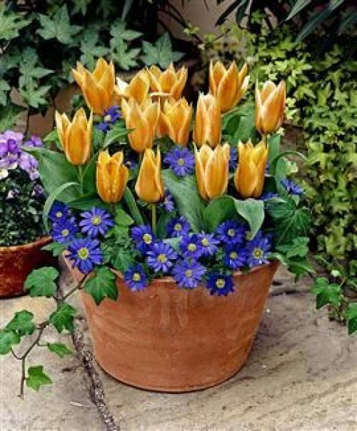 Многослойная посадка луковичных. Посадка луковичных цветов слоями