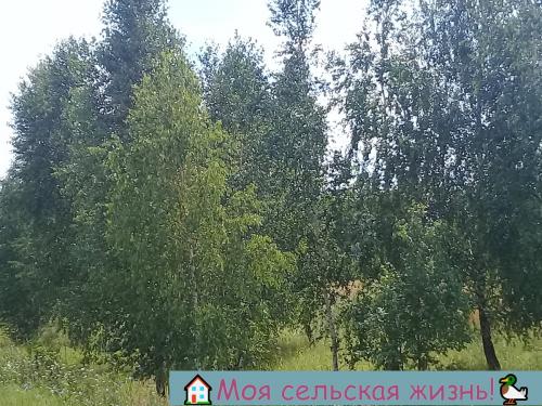 Растут ли сейчас грибы. Есть ли сейчас грибы? Что нам удалось найти в лесу?