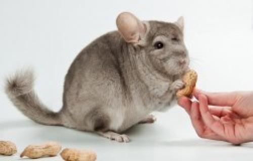 Как убрать горечь из моркови. Самое популярное на сайте