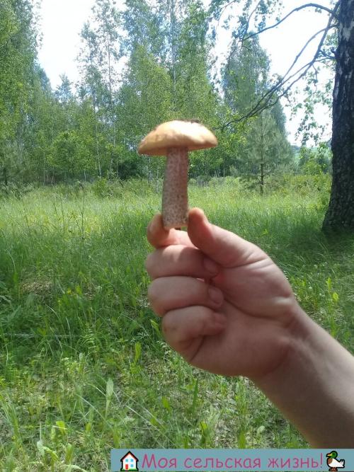 Растут ли сейчас грибы. Есть ли сейчас грибы? Что нам удалось найти в лесу?