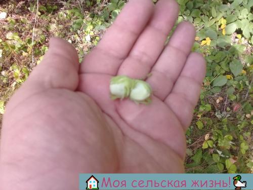 Растут ли сейчас грибы. Есть ли сейчас грибы? Что нам удалось найти в лесу?