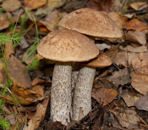 Календарь грибника на 2019 год. Когда попрут грибы в сезоне 2019 года?