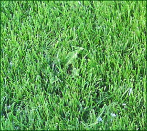 Что стелить под газон. НЕОБХОДИМ ЛИ ГАЗОНУ ГЕОТЕКСТИЛЬ?