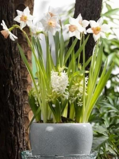 Многослойная посадка луковичных. Посадка луковичных цветов слоями