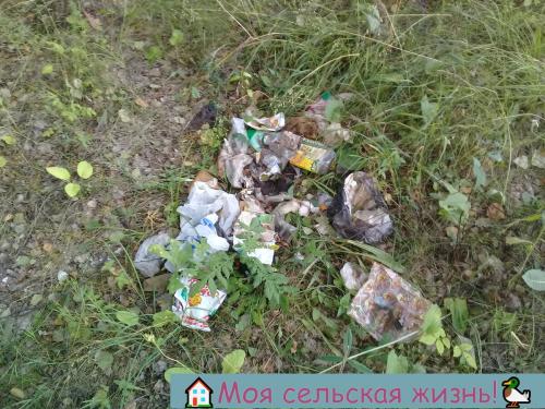 Растут ли сейчас грибы. Есть ли сейчас грибы? Что нам удалось найти в лесу?