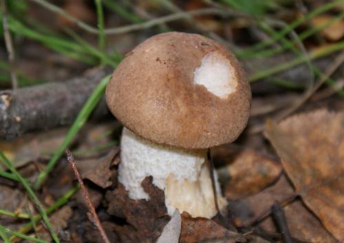 Календарь грибника на 2019 год. Когда попрут грибы в сезоне 2019 года?