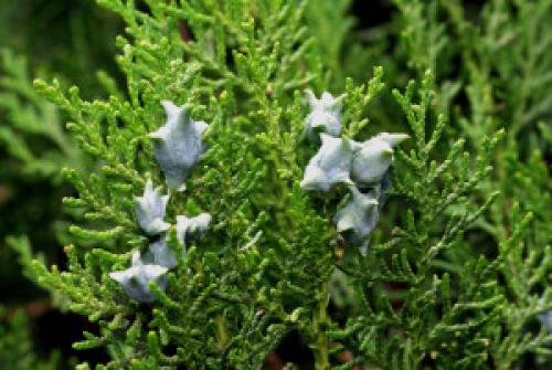 Сколько лет живет кипарис. Сколько лет живут деревья? 06