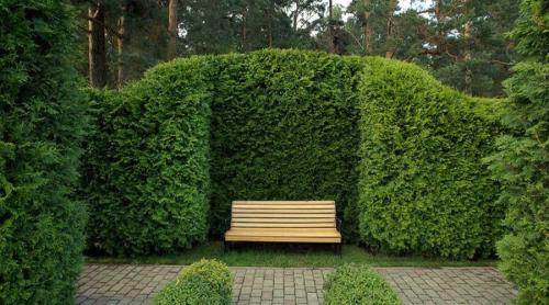 Почему появляются шишки на туях. Почему появляются шишки на туе и нужно ли их удалять 05