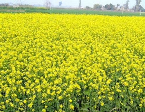 Когда нужно перекапывать горчицу. Горчица белая —, как сидерат когда сеять 09