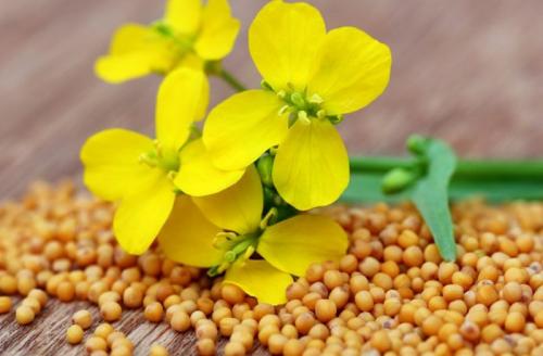 Нужно ли перекапывать горчицу весной. Нужно ли перекапывать горчицу посеянную осенью?