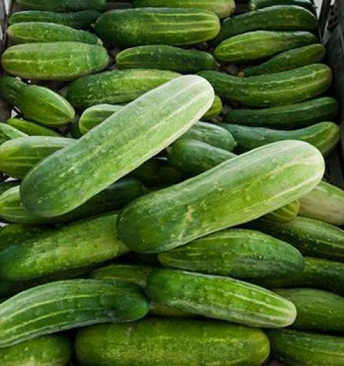 Можно ли мариновать горькие огурцы на зиму. Хрустящие пикантные маринованные огурцы 14