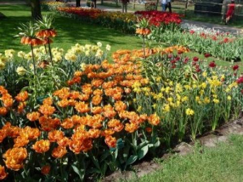 Соседи тюльпанов. Тюльпаны и компания