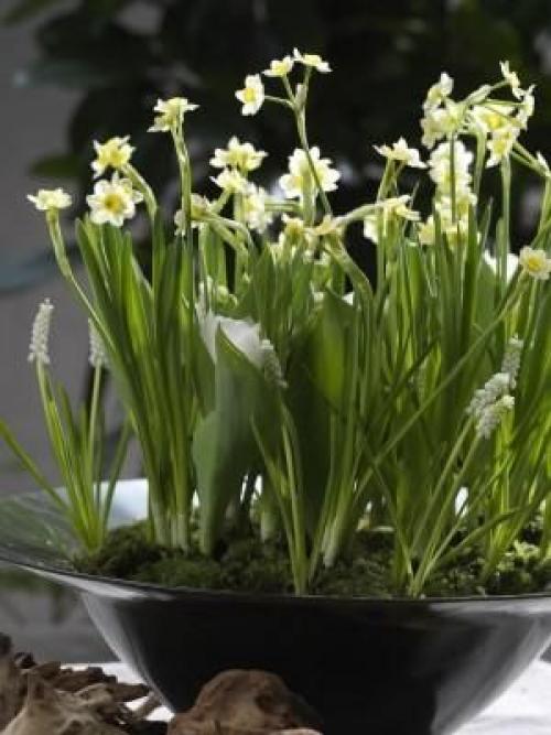 Многослойная посадка луковичных. Посадка луковичных цветов слоями