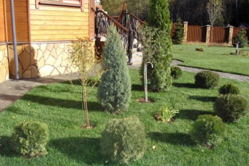 Когда пересаживать ель из леса. Посадка и уход за елью в открытом грунте 07