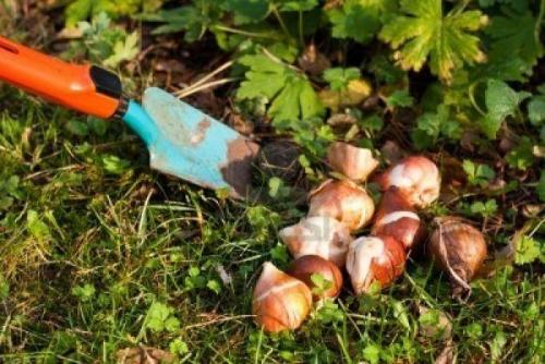 С, какими цветами посадить тюльпаны. Принципы рассадки тюльпанов. Подготовка участка 04