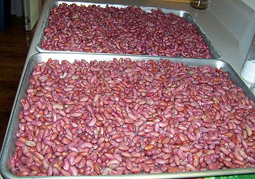 Как высушить фасоль на зиму. Как хранить фасоль зимой?