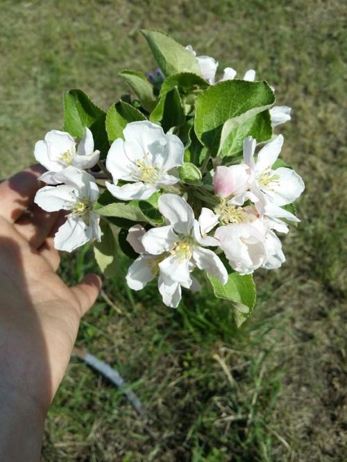 В, каком месяце плодоносит яблоня. В, каком возрасте яблоня начинает плодоносить?