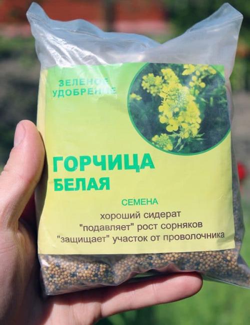 Когда нужно перекапывать горчицу. Горчица белая —, как сидерат когда сеять 10