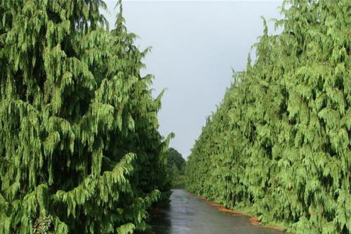 Сколько лет живет кипарис. Сколько лет живут деревья? 08