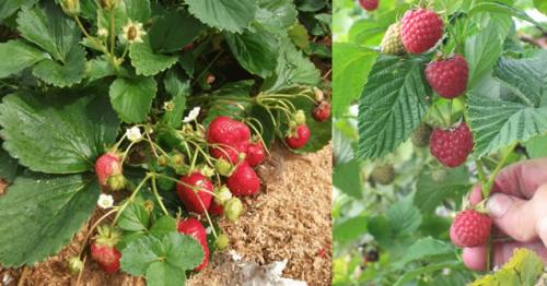 Можно сажать вместе разные сорта малины. Лучшие соседи малины. Можно ли сажать малину рядом с …
