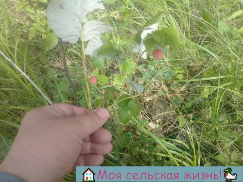 Растут ли сейчас грибы. Есть ли сейчас грибы? Что нам удалось найти в лесу?