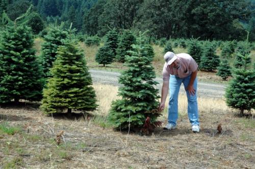 Пересадка ели из леса осенью. Посадка дерева 01