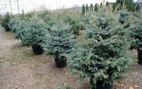 Как пересадить елку из леса в горшок. Какие проблемы могут возникнуть в процессе выращивания