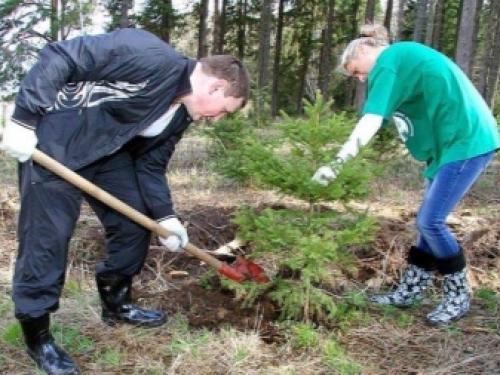 Пересадка ели из леса осенью. Посадка дерева 02