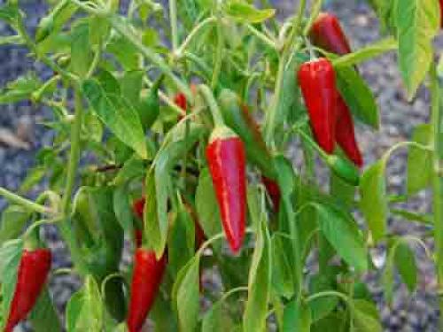 Как предотвратить переопыление тюльпанов. ПЕРЕОПЫЛЕНИЕ?